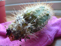 rot on cacti plant