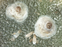 disc shaped scale insect