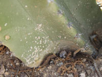 pachycereus scale insect