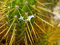 cacti slime trail