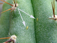 cactus bugs