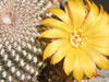 Rebutia arenacea