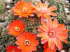 Rebutia pygmaea