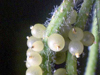 Rhipsalis baccifera