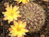 Rebutia cardenasiana