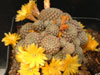 Rebutia cardenasiana