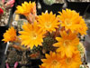 Rebutia einsteinii