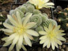 Rebutia fabrisii