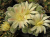 Rebutia fabrisii