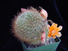 Rebutia fiebrigii