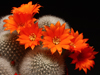 Rebutia fiebrigii