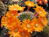 Rebutia flavistyla