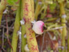 Rhipsalis floccosa