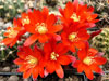 Rebutia fulviseta