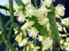 Rhipsalis grandiflora