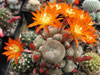 Rebutia heliosa