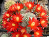 Rebutia heliosa