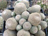 Rebutia heliosa