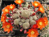 Rebutia heliosa