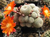 Rebutia heliosa