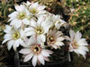 Rebutia leucanthema