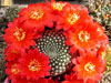 Rebutia marsoneri