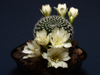 Rebutia marsoneri