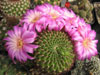 Rebutia mentosa