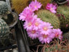 Rebutia mentosa