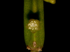 Rhipsalis micrantha