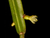 Rhipsalis micrantha