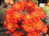 Rebutia minuscula