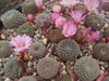 Rebutia narvaecensis