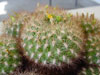 Rebutia neocumingii