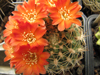 Rebutia neocumingii