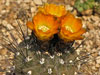 Rebutia neumanniana