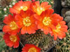 Rebutia padcayensis