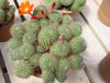 Rebutia pseudodeminuta