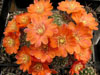 Rebutia pseudodeminuta