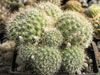 Rebutia pseudodeminuta