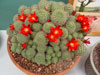 Rebutia pseudodeminuta