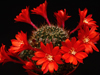 Rebutia pseudodeminuta