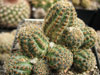 Rebutia pygmaea