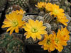 Rebutia pygmaea