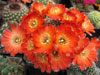 Rebutia pygmaea