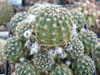 Rebutia pygmaea