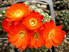 Rebutia pygmaea