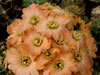 Rebutia pygmaea