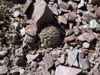 Rebutia pygmaea