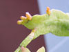 Rhipsalis rhombea